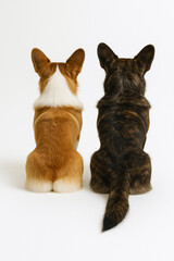 コーギー ペンブロークとカーディガンの後ろ姿比較
