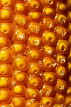 Mazorca de ma&iacute;z dorada detalle macro con sal, Fondo abstracto dorado brillante dise&ntilde;o premium, maiz asado con sal, maiz al horno, mazorca al horno