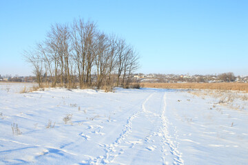 Obraz premium A snowy field with trees