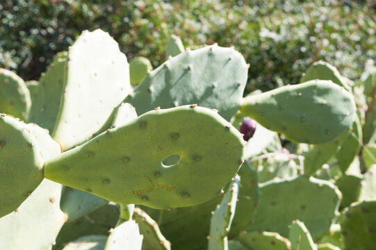 Opuntia ficus indica cactus with rounded cladodes with spines
