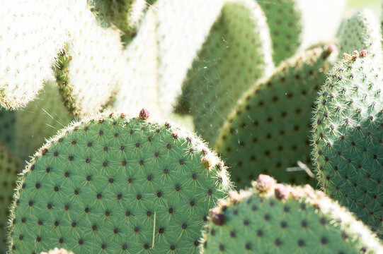Opuntia prickly pear cactus with rounded cladodes with spines and hairlike prickles