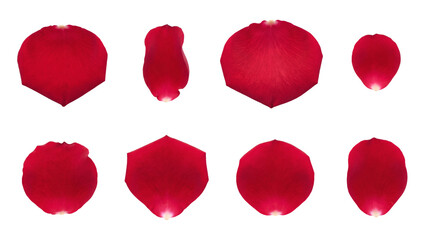 Red rose petal set including eight distinct shapes and sizes isolated. Romantic floral decoration for weddings and love concepts.