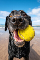 ビーチでボールをくわえる黒いラブラドール
