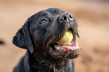 ビーチでボールをくわえる黒いラブラドール
