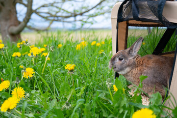 Domestic rabbit peeking out from pet transport bag, spring meadow, fresh green grass and dandelion flowers, bunny in nature