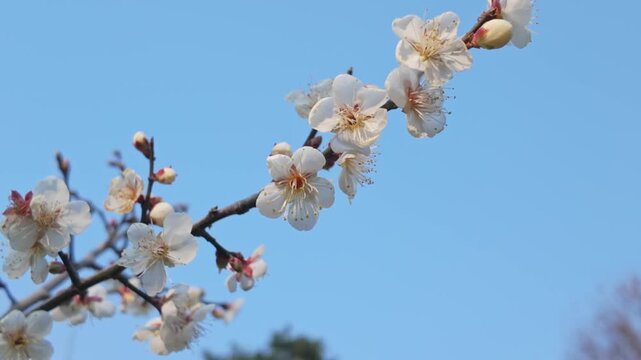 White plum blossoms blooming under the blue sky