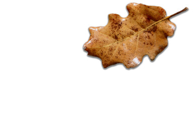 Obraz premium oak leaf isolated on white