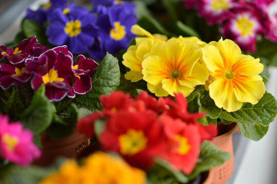 colorful blooming primroses in the pot