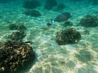 Obraz premium Thoddoo, Maldivas