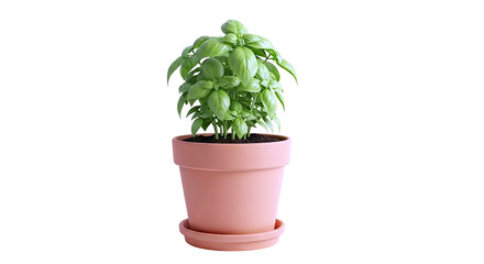 Fototapeta premium Potted Basil Plant