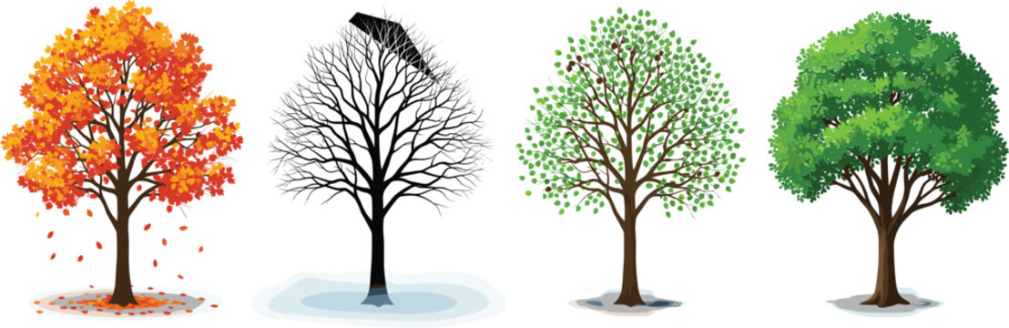 Four seasonal trees showing autumn, winter, spring and summer changes, nature cycle concept vector illustration