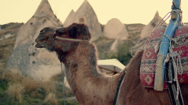 Camel walking through a desert landscape under natural light. Iconic animal adapted to extreme conditions, symbolizing endurance, survival, travel, and traditional desert life. Ideal for travel, touri