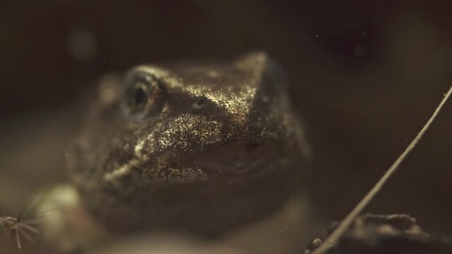 tadpole with frog-like head during late metamorphosis close-up portrait