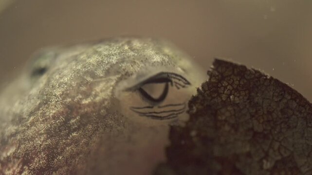 macro of tadpole mouth showing oral papillae and feeding structures