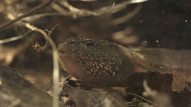 tadpole facing mosquito larva underwater david versus goliath scene