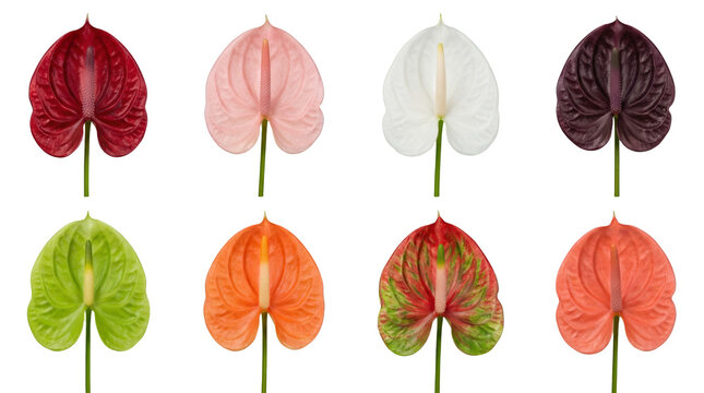 Anthurium flower set including red pink white green orange and purple variants isolated. Tropical flora and botanical decoration.