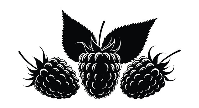 A striking black and white illustration depicts three ripe blackberries with leaves creating a bold silhouette high quality professional detailed