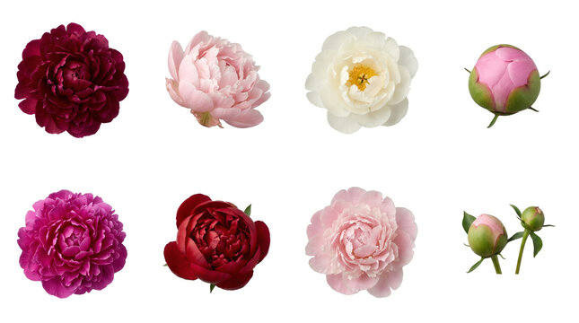 Peony flower set including dark red, pink, white blossoms, and budding stages isolated. Floral collection for wedding and botanical design.