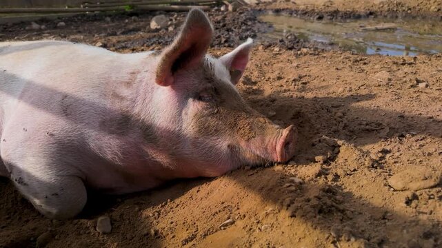 Slow motion footage two pigs laying down in a pile of mud and hay relaxing sleeping in the sun on a sunny summers day