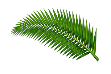 Obraz premium Green tropical palm frond creating a natural, exotic background element during summer vacation, transparent background