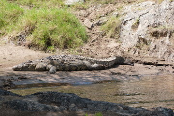 Obraz premium Crocodile in the Mara River, Kenya – Nile crocodile in African river wildlife scene.