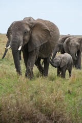 Naklejka premium Baby elephant walking in a herd on the African savanna. Horizontal wildlife portrait captured in natural light during a Kenya safari.