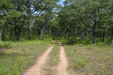 Fototapeta premium A dirt road in nature