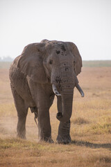 Fototapeta premium African elephant on safari in Amboseli National Park, Kenya. Majestic wildlife portrait captured in natural daylight.