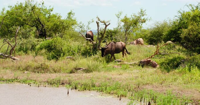 Cinematic wildlife shot of a Blue Wildebeest gnu approaching a waterhole in Kruger National Park, South Africa. Wild antelope walking in the savanna to drink on a sunny day in 4K resolution