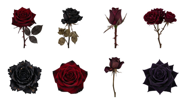 Dark red and black rose set including open blooms, closed buds, and thorny stems isolated. Gothic floral arrangement and romantic botany collection.