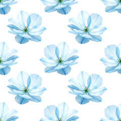 Obraz premium Beautiful delicate pattern with blue anemone flowers painted with digital watercolors on white background.
