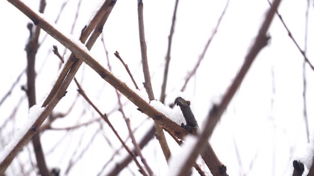 Cherry tree branches with snow creating a tranquil natural pattern against a soft white winter background