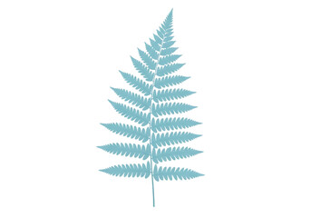Light blue fern leaf isolated on a transparent background plant greenish-blue 1