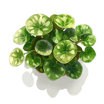 Pilea Peperomioides, soft hand-painted watercolor illustration, isolated on a white background.