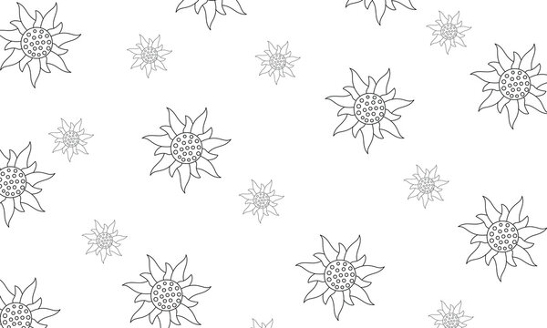 Delicate floral pattern with outlined edelweiss flowers on a white background. Simple and clean design.