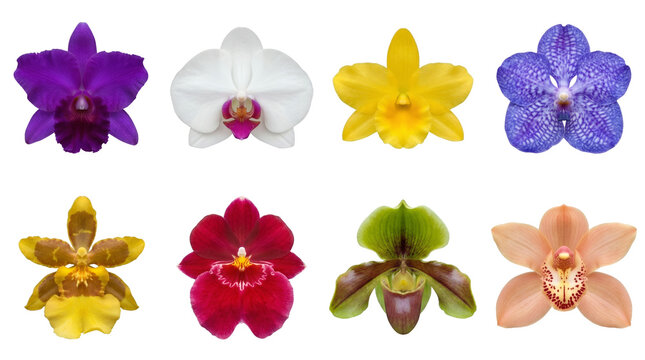 Orchid flower set including cattleya, phalaenopsis, vanda, paphiopedilum, and cymbidium varieties isolated. Tropical botanical floral collection.