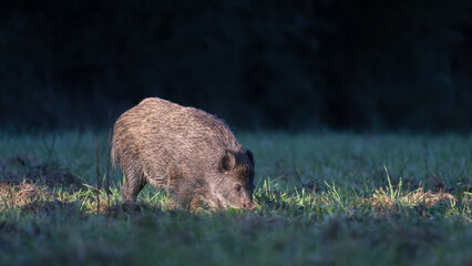 Fototapeta premium Wild boar sow walking and foraging while looking for food in a plain at the edge of the forest in the morning. Sus scrofa, Sologne, Loiret, région Centre Val de Loire, France, European Union, Europe