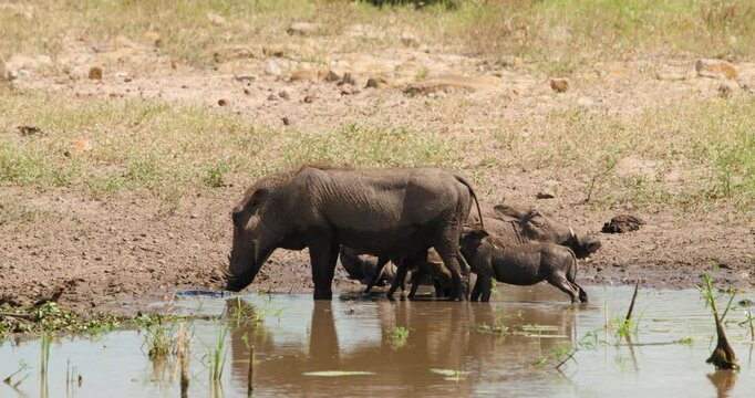 Cinematic close-up of warthog piglets nursing from their mother in Kruger National Park. Intimate wildlife behavior shot of a female warthog feeding her young by waterhole in the sunny African savanna