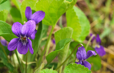 A flower of Viola Hirta close up, violet spring flower growing in the garden