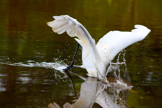 gar&ccedil;a pescando, foto premiada em natureza