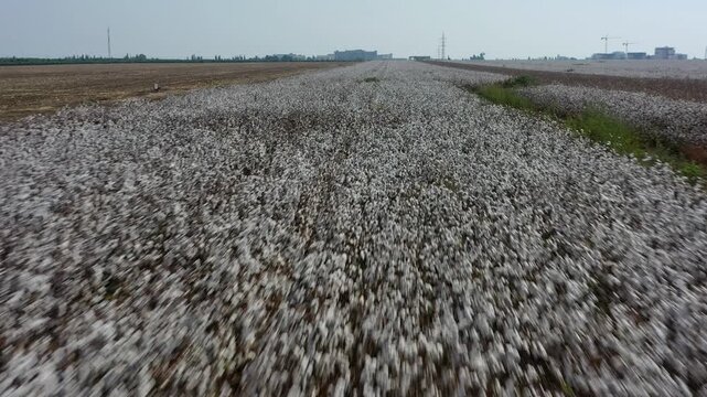 Aerial view of a cotton field before harvesting