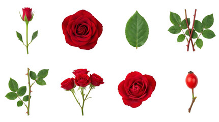 Fototapeta premium Red rose set including blooming flower heads, buds, green leaves, thorny stems, and rosehip isolated. Botanical floral elements for wedding and garden design.