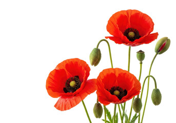 Obraz premium Vibrant red poppy flowers with delicate, crinkled petals, dark centers, and glistening dew drops, alongside plump green buds on slender stems, arranged naturally on a pristine transparent high-key