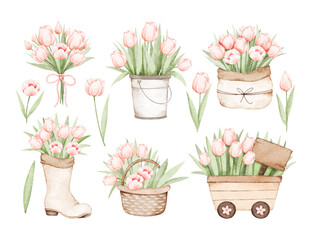 Watercolor Illustration Set of Pink Tulips