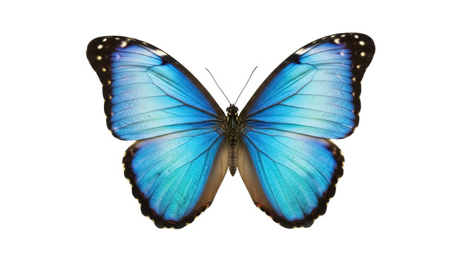 Vibrant blue morpho butterfly isolated PNG on transparent background, detailed tropical insect with iridescent wings for nature designs