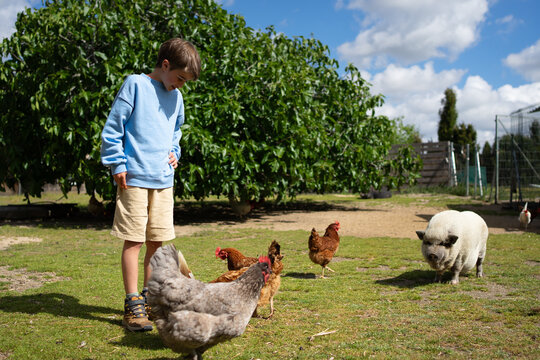 Boy watching chickens and kunekune pig in farmyard during summer day