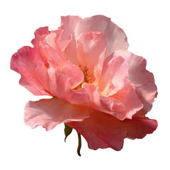 Isolated Transparent Png Of Pink Rose