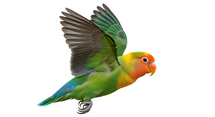 Colorful lovebird parrot flying isolated PNG on transparent background, vibrant tropical bird with green and orange plumage © Maria