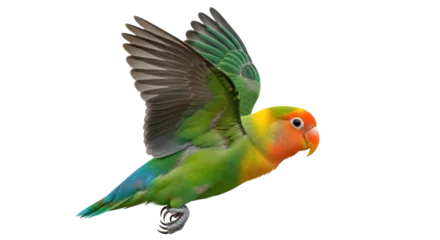 Fototapeten Papagei Colorful lovebird parrot flying isolated PNG on transparent background, vibrant tropical bird with green and orange plumage  © Maria