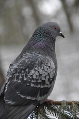 A pigeon on s snowy spruce branch.